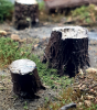FREON PM1 Pieńki malowane / Painted trunks